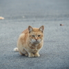野良猫