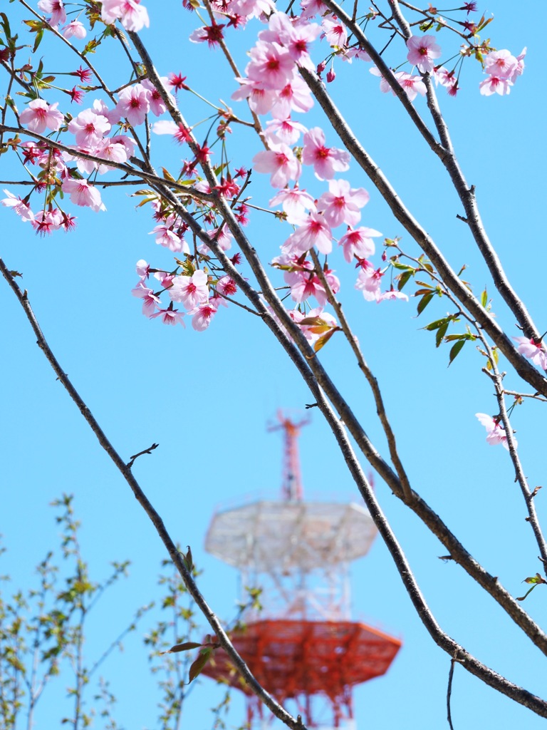 桜の季節