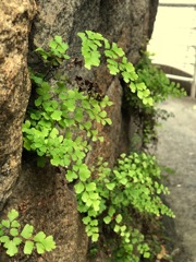 小さな小さな銀杏の世界