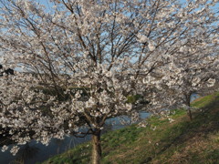 土手の桜