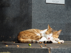 どんぐりと猫