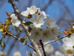 鏡山の桜