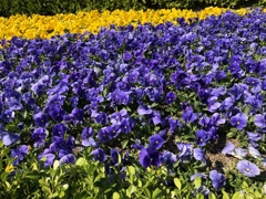 フラワーフェスティバルの花壇