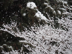 雪景色