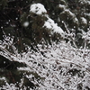 雪景色