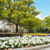 平和公園の春