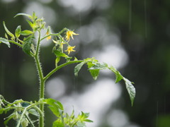 雨にも負けず