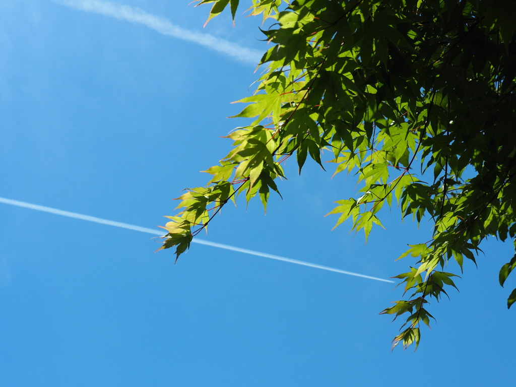 初夏の空