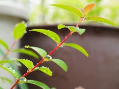 梅雨の贈り物