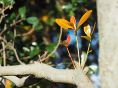 秋の新芽