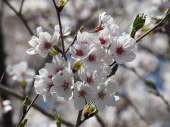 散り際の桜