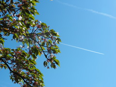 葉桜と飛行機雲