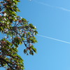葉桜と飛行機雲