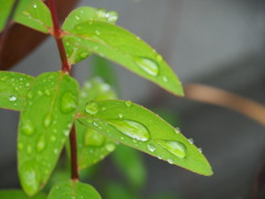 雨粒の滑り台