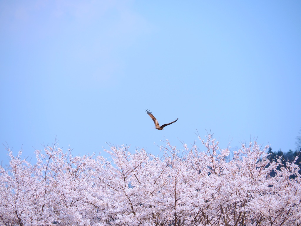 とんびと桜