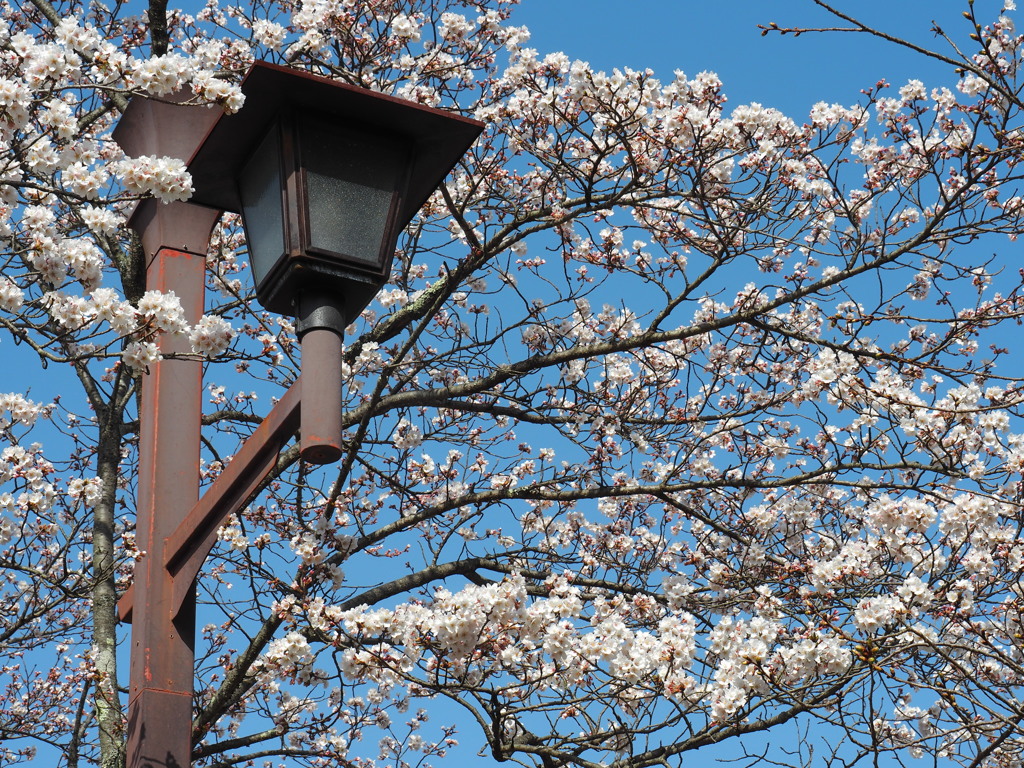 鏡山の桜