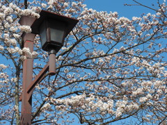 鏡山の桜
