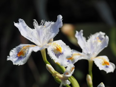 シャガの花