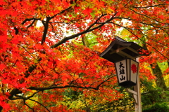 大雄山　秋の色どり