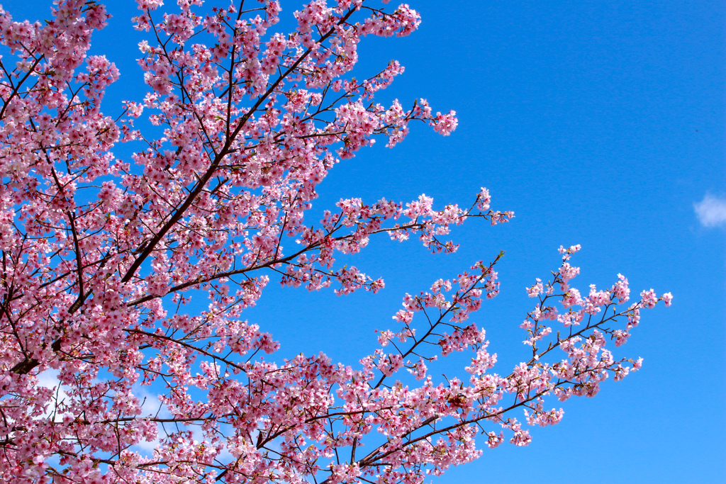 近所の桜（？）