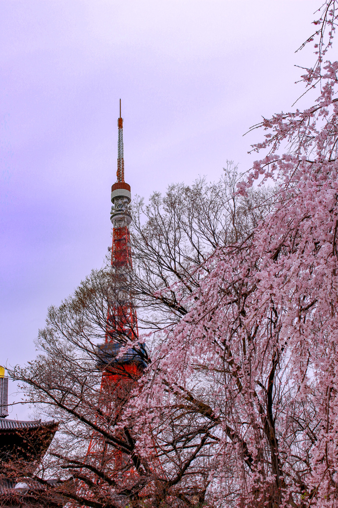 東京タワー