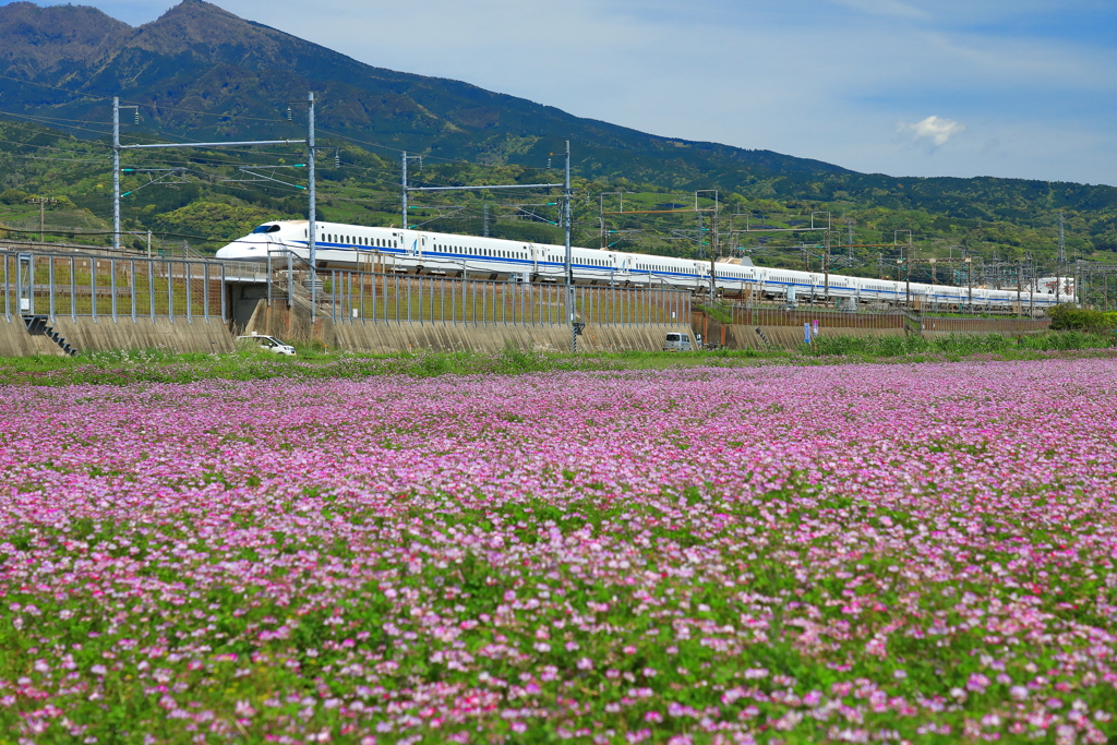 レンゲと新幹線