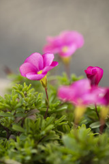 花びら