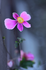 一輪の花