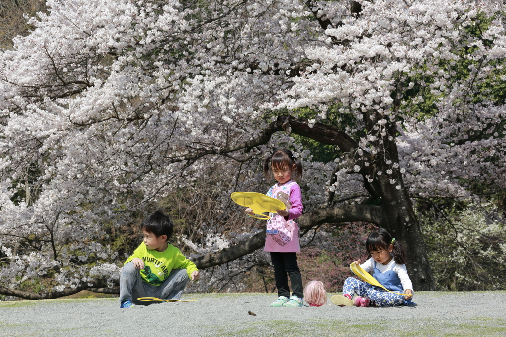 子供たちのお花見