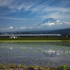 田植え終えて