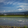 田植え終えて