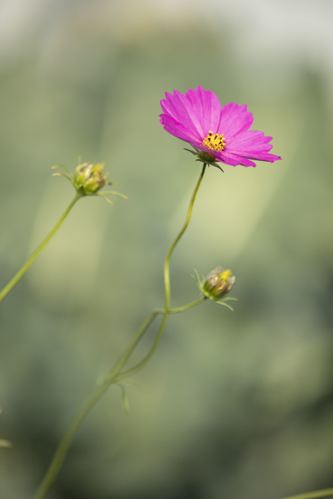 秋桜