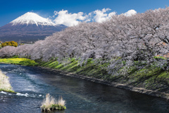 春本番