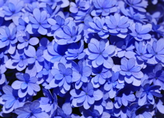 いっぱいの花びら