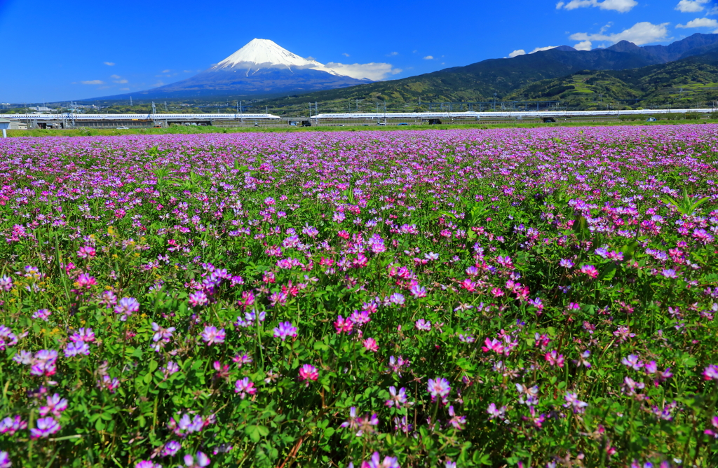 広大な蓮華