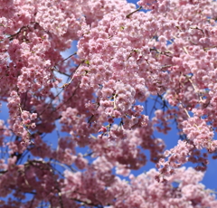 八重桜