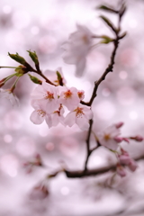 桜日和