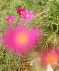秋桜