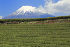 富士のお茶