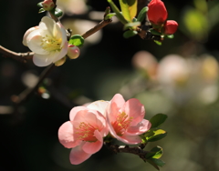 ぼけの花