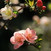 ぼけの花