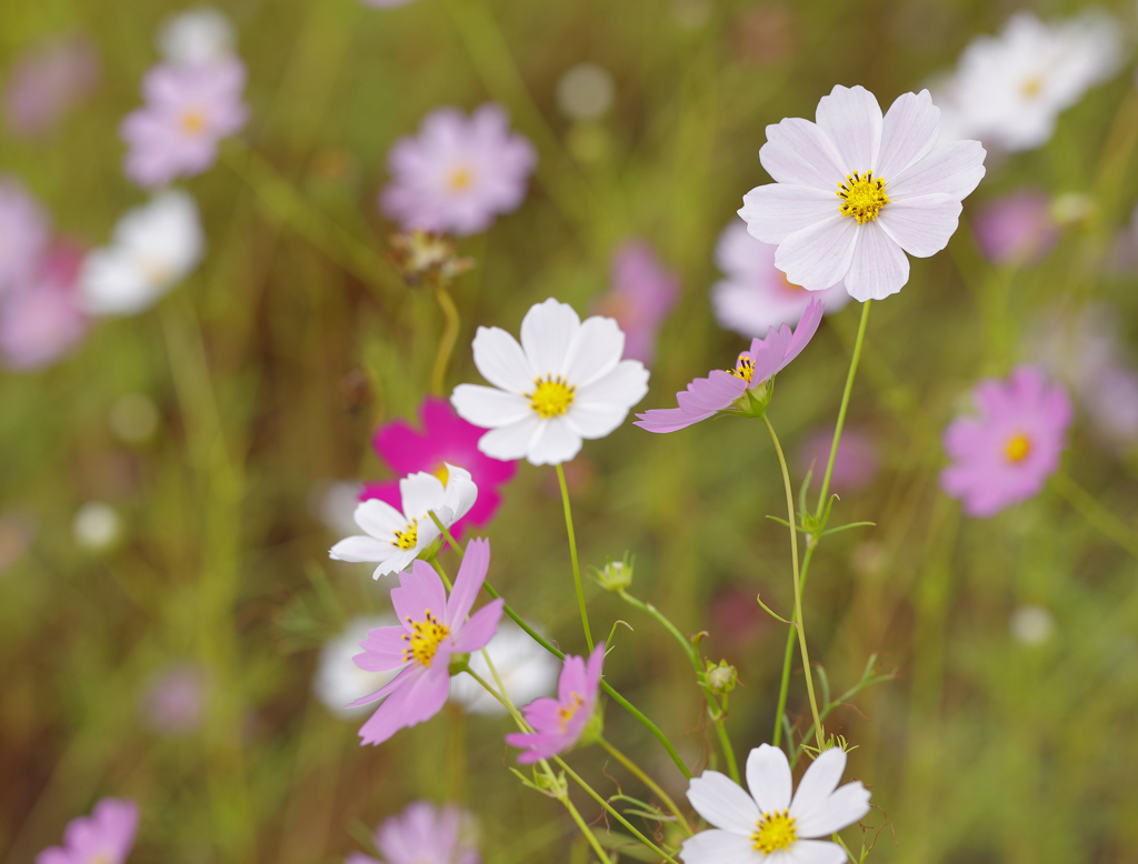 秋桜3