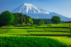 新緑の芽吹き