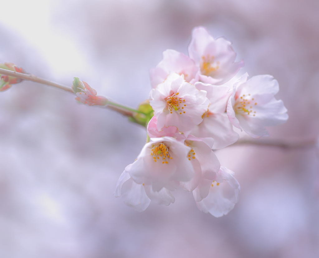 妖桜