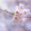 妖桜