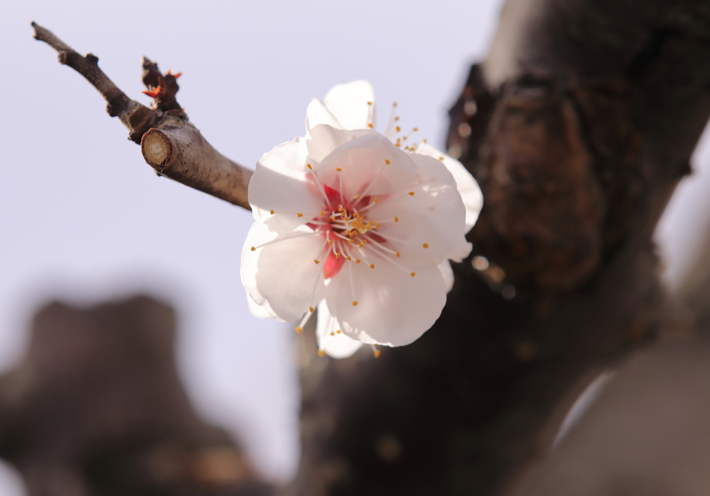 陽射し