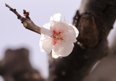 陽射し