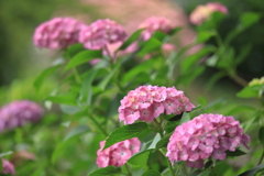 紫陽花2