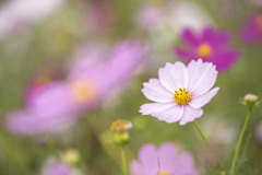 秋桜5