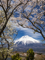 田貫湖の桜